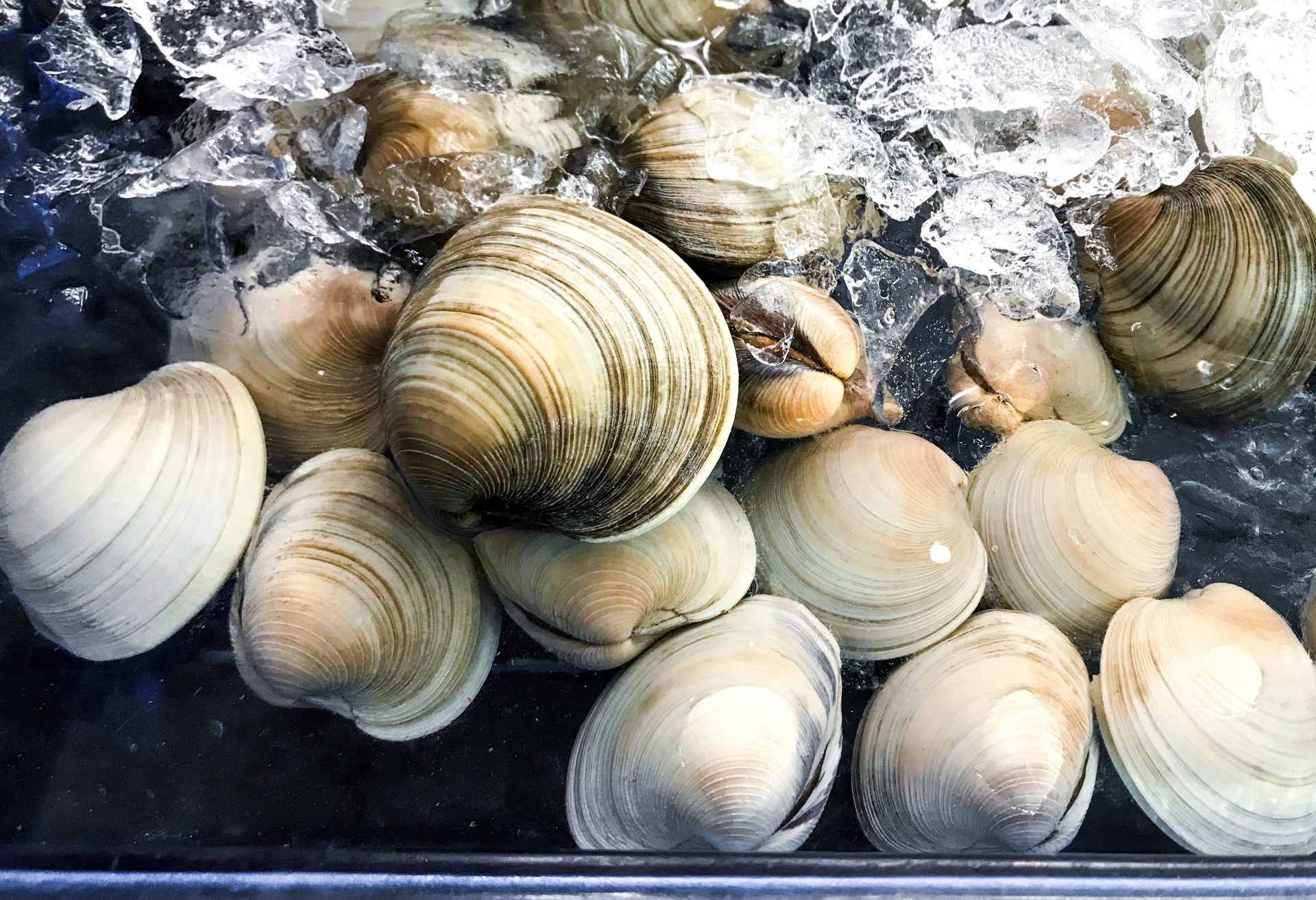 California Mom Fined $88K After Kids Mistook Clams For Seashells